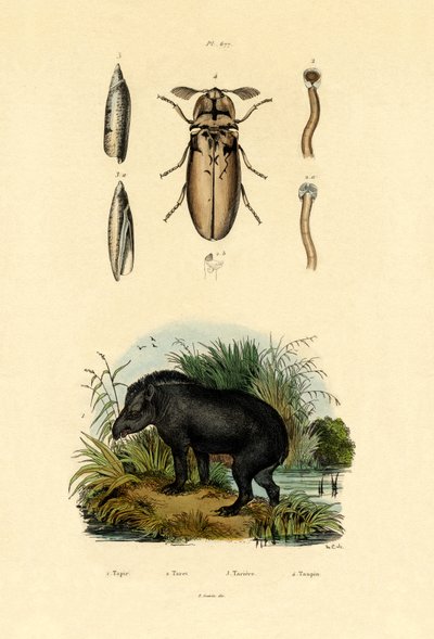 Flachlandtapir von French School